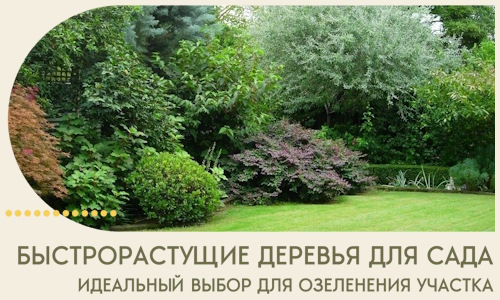 Быстрорастущие деревья для сада идеальный выбор в Ельце