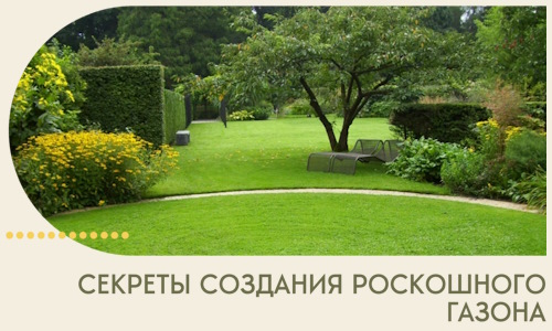Секреты создания роскошного газона в Ельце